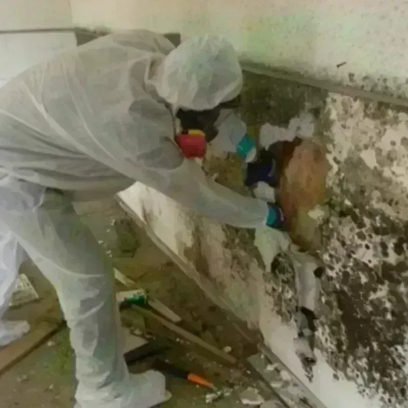 Mold Remediation and Removal in Hahnville, LA